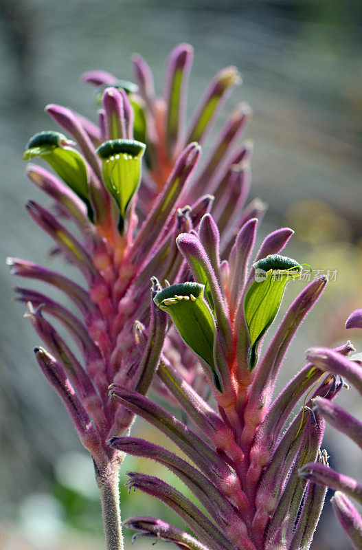 五颜六色的紫色，绿色，粉色澳大利亚本土袋鼠爪花，国王公园皇家品种