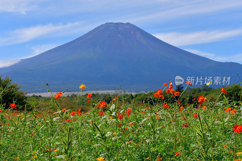 富士山和橘色宇宙花