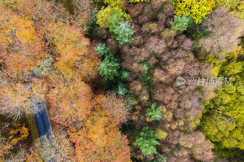 从一个嗡嗡声的乡村道路通过一片林地，树木改变了他们的秋天颜色