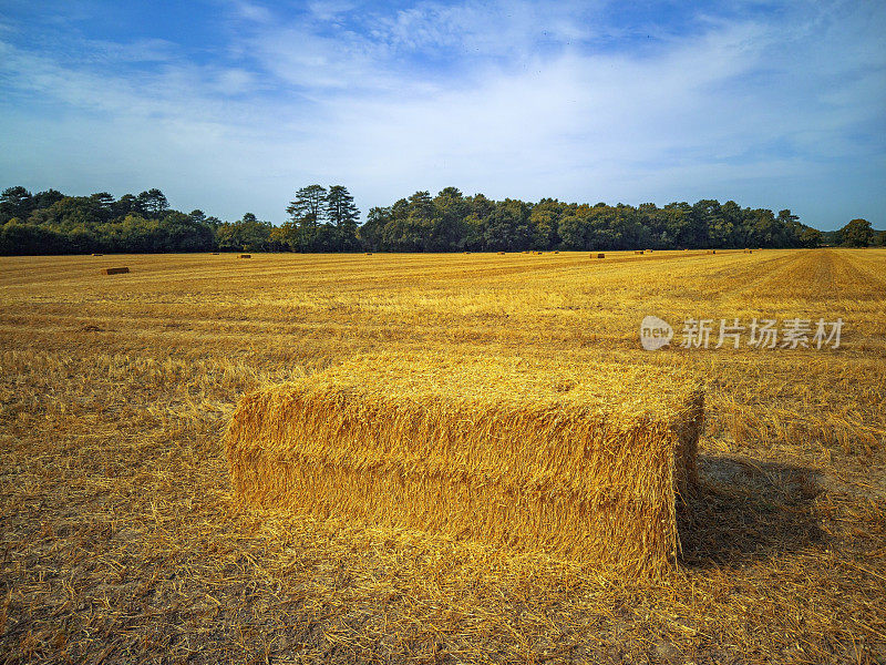 收获麦田收获夏天英国英国