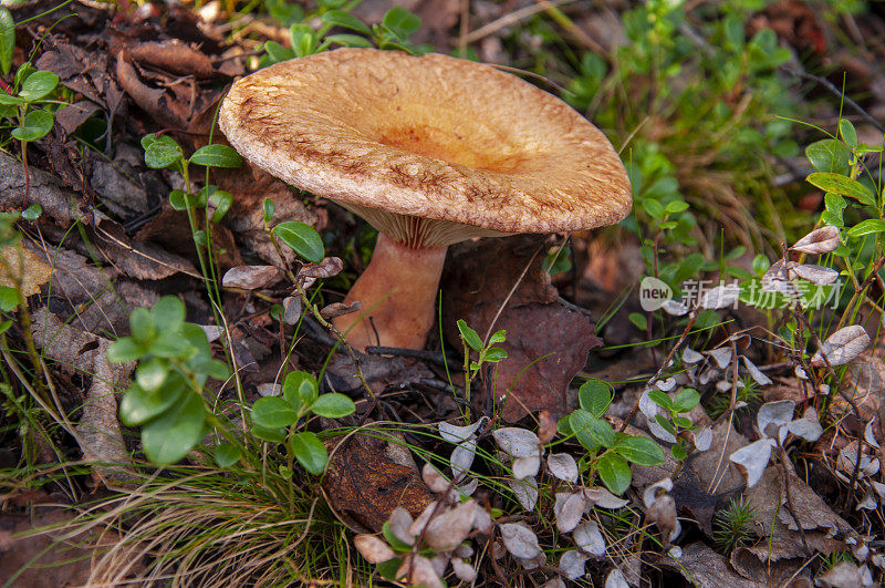 蘑菇生长在冻土带森林的棕色树叶和绿色草地中