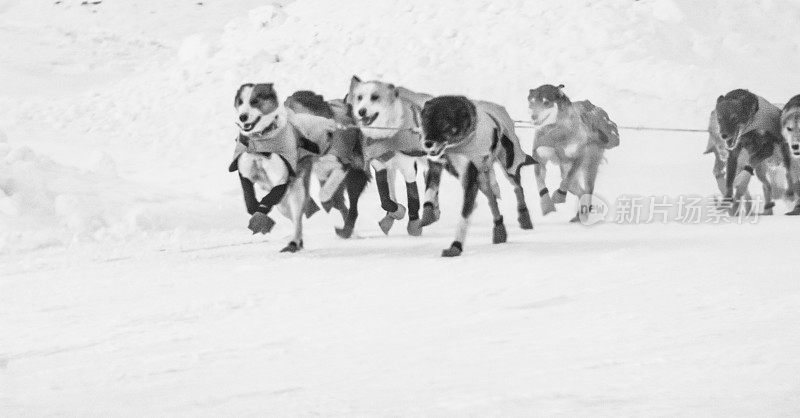 雪橇犬