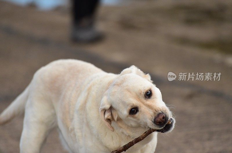 海滩上的拉布拉多寻回犬