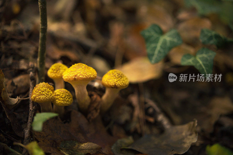 生长在森林地面上的蜜环菌群