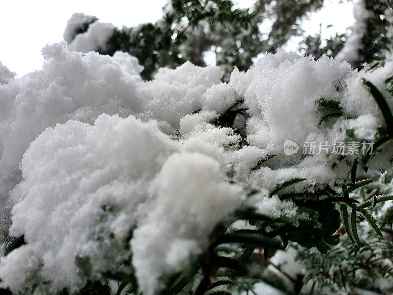 白雪覆盖的紫杉树枝