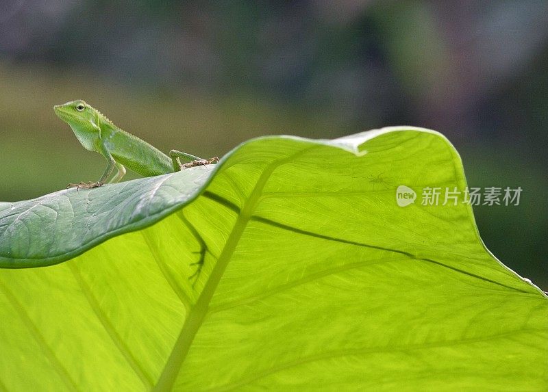 巴厘岛的一片大绿叶上充满活力的绿色变色龙