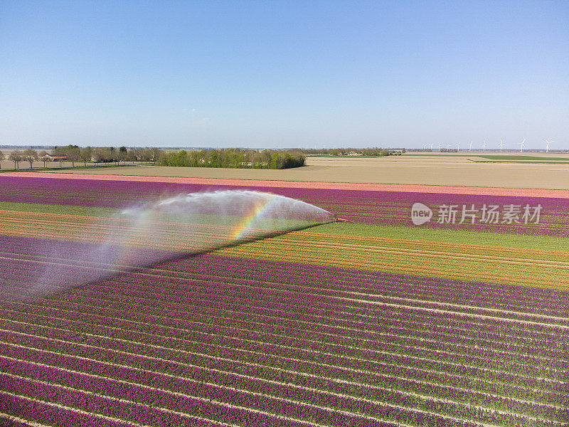 郁金香生长在由农业喷水器在春季喷洒的土地上