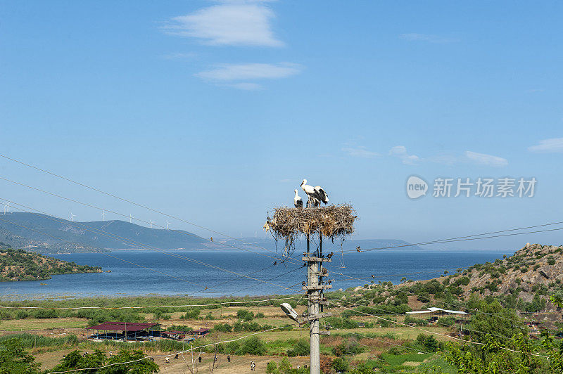 鹳家庭和海景