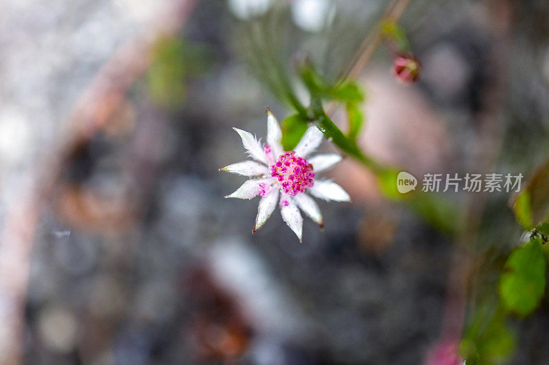 美丽和罕见的本地粉红色法兰绒花，背景与复制空间