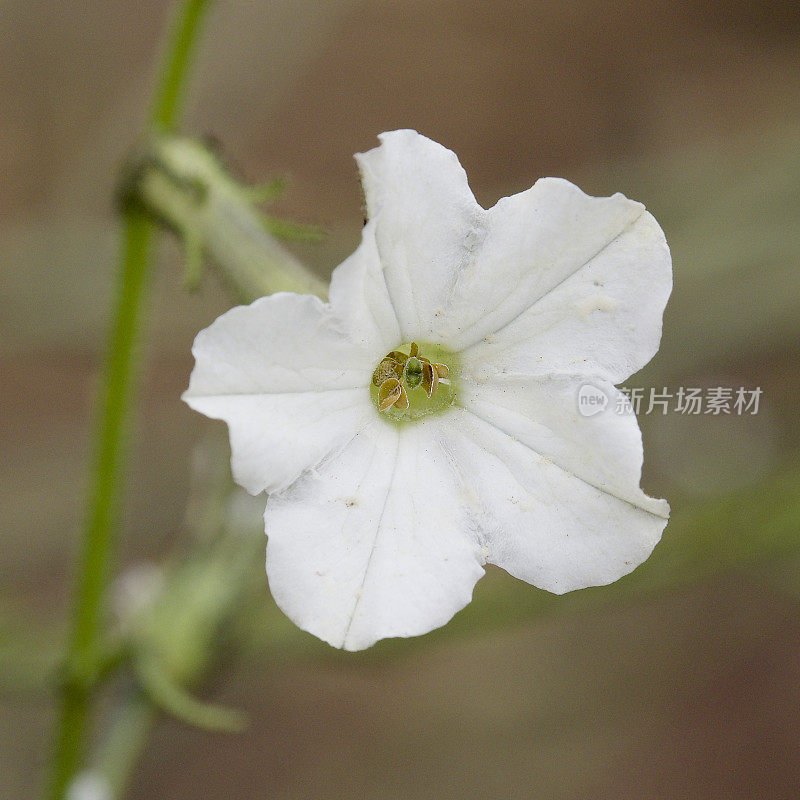 甜地黄的一朵花