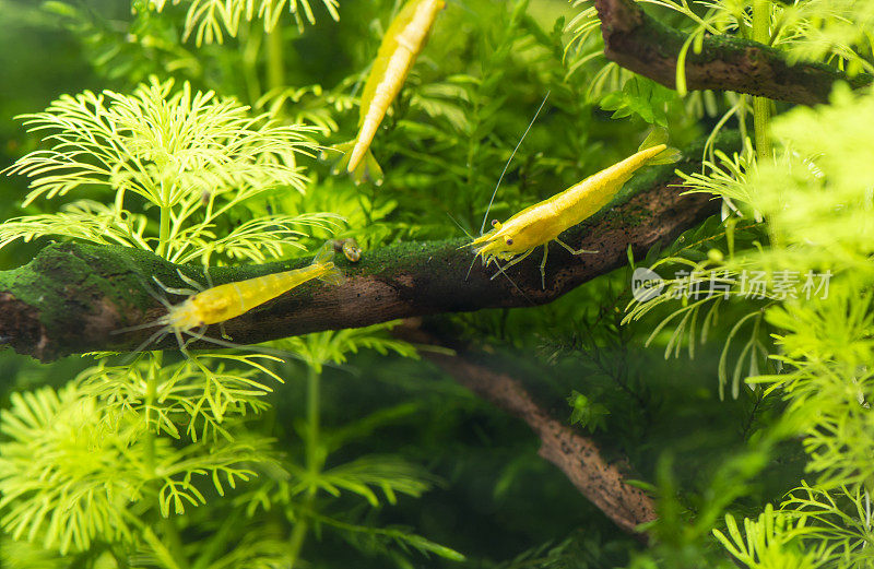 淡水水族缸内的黄色霓虹虾与绿色水族植物。库存图片
