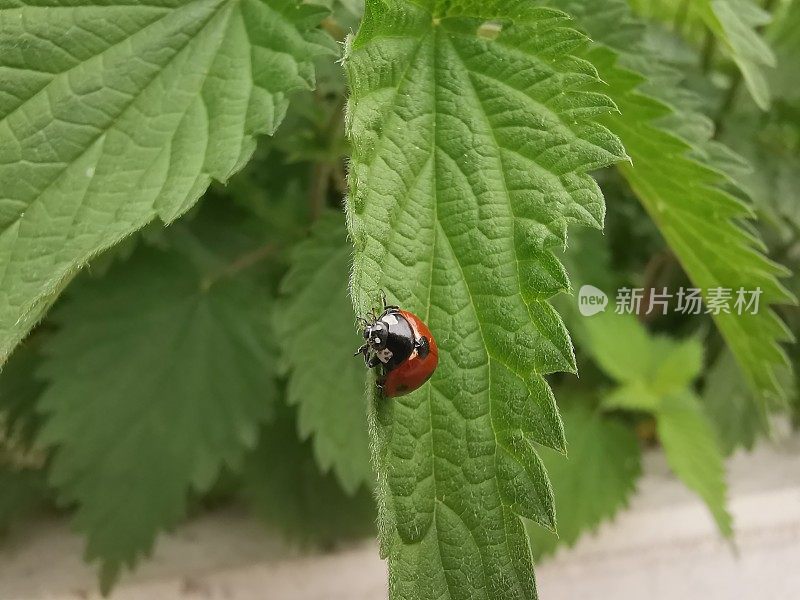 微距图像瓢虫在一个新的荨麻看向相机