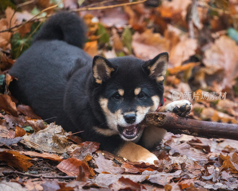 一只9周大的柴犬在探索大自然