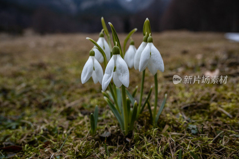 早春雪花莲，雪花莲