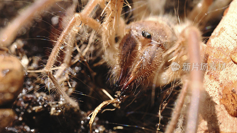 索浮或骆驼蜘蛛微距摄影