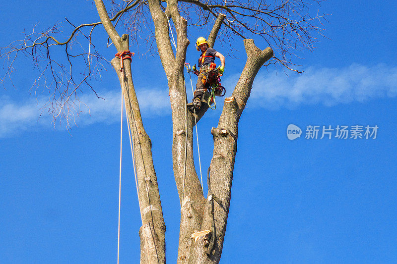 树木外科医生，树木学家在榆树的树冠上工作，索绳，向下看，检查他的设备。