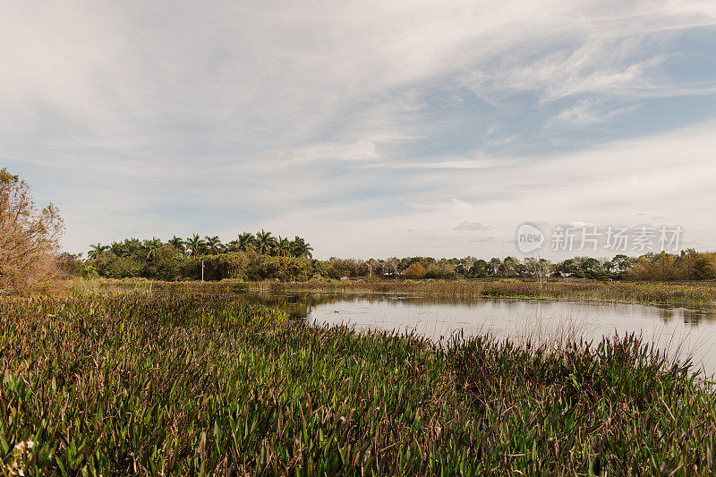 佛罗里达州西博因顿海滩的自然景观，2021年1月