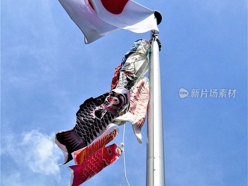 日本。4月底。Koinobori。日本传统鲤鱼形状的风帽。