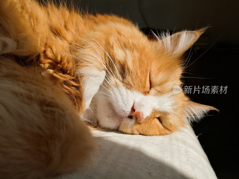 猫在睡觉。睡眠和早晨的概念