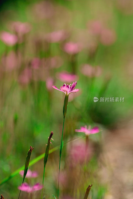 粉红野小花