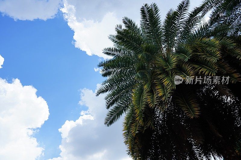 下面是棕榈树，映衬着蓝天白云