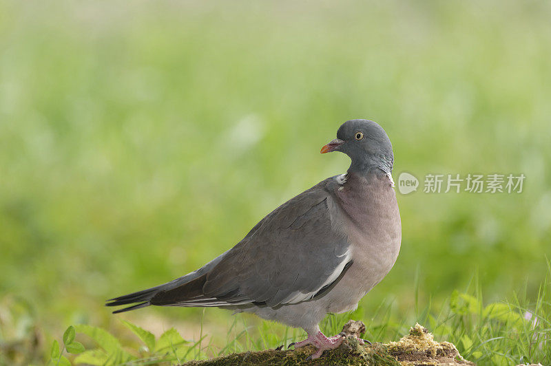 木鸽