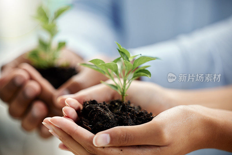 两名不知名的商人站在办公室里给一株刚发芽的植物打洞