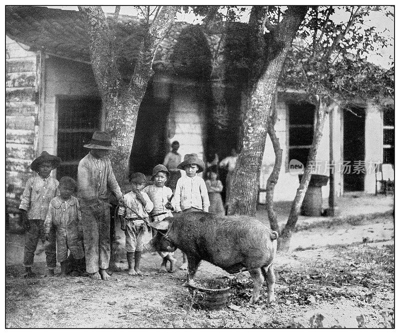 古董黑白照片:古巴猪