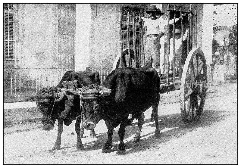 古董黑白照片:古巴牛车