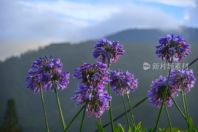 日出时的牙买加蓝百合