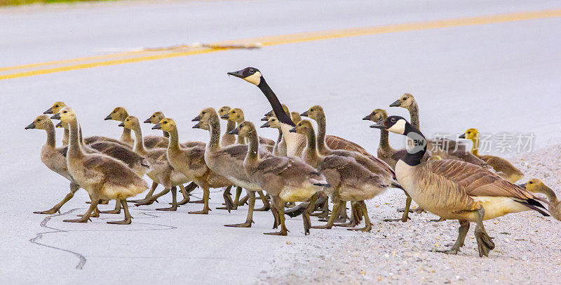 加拿大鹅父母护送小鹅穿过街道