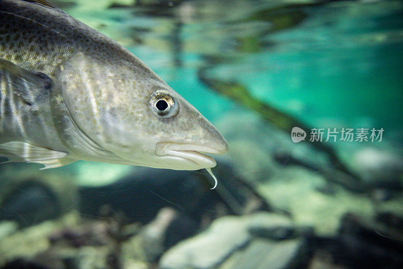 挪威大型水族馆中的鱼类:北极鳕鱼