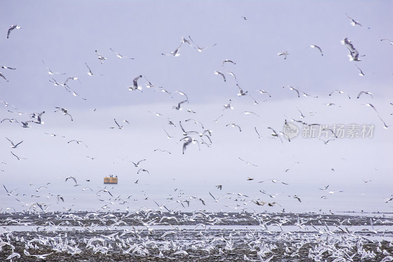 在阿拉斯加的瓦尔迪兹，海鸥在退潮时蜂拥而至