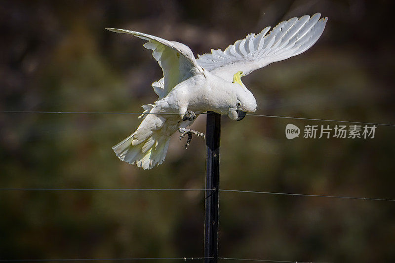 硫冠凤头鹦鹉