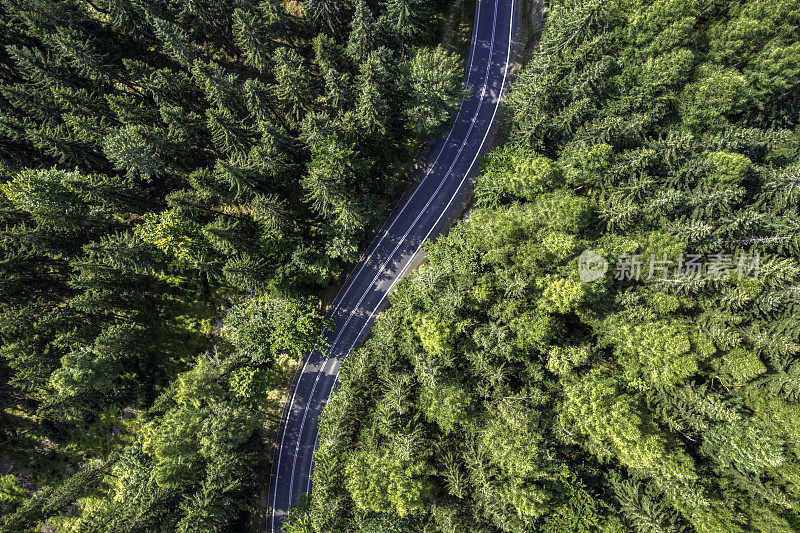 鸟瞰绿色森林中的山路