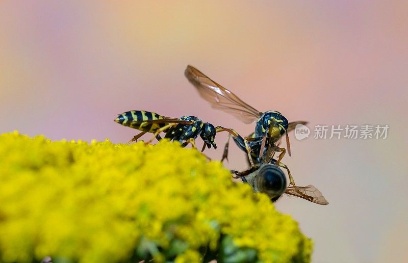 黄蜂在蓍草