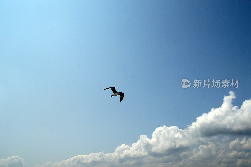 孤独的海鸥在天空飞翔