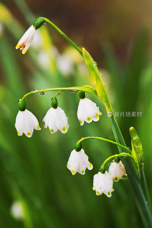 夏天的雪花花，被露水打湿了，在花园里