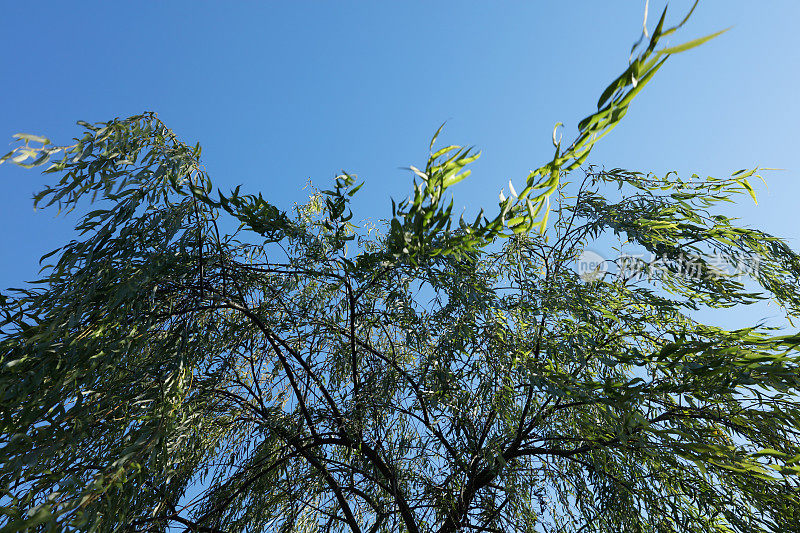 柳树的枝条在风中紧紧地飞舞着。美丽动感的自然背景。