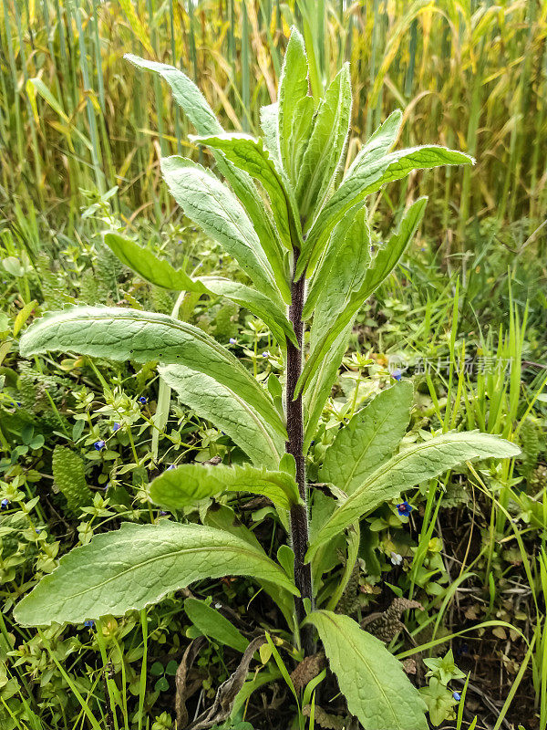 飞蓬属植物草