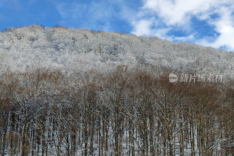 美丽的霜冻森林和冬天的阿尔卑斯山，Primorska，朱利安阿尔卑斯山，斯洛文尼亚，欧洲