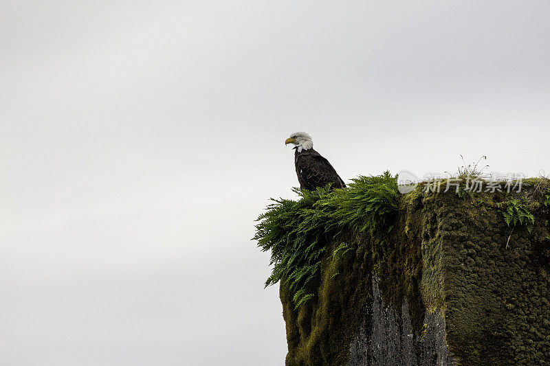 一只秃鹰在栖木上寻找食物。海达瓜依(夏洛特皇后群岛)，格雷厄姆岛，不列颠哥伦比亚省，加拿大。