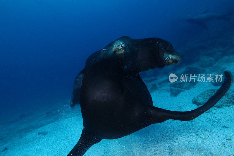 加州海狮