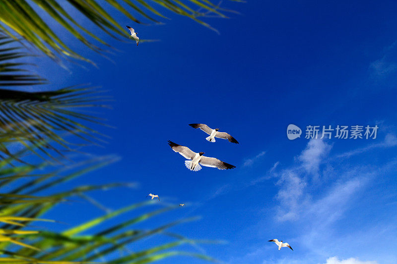 一群海鸥在阳光明媚的蓝天上飞翔