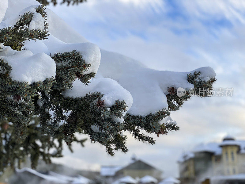 松树上刚下过雪。