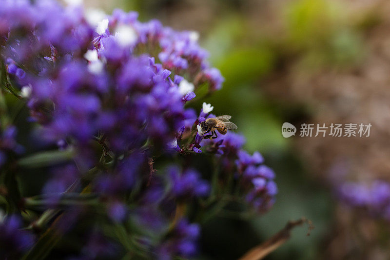 蜜蜂收集花粉