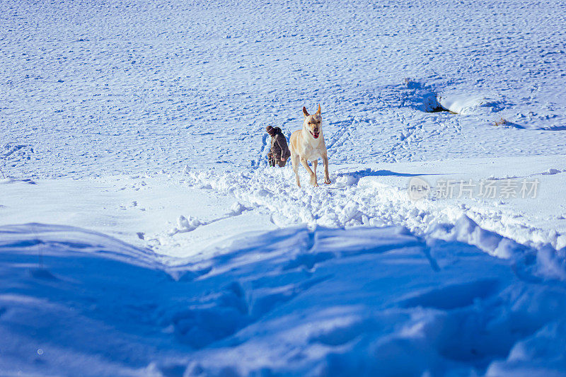 顽皮的狗在野外雪地上奔跑