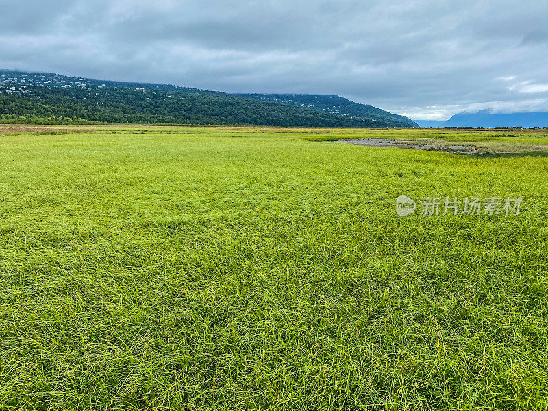 鸟类和湿地保护区——阿拉斯加安克雷奇附近的波特沼泽