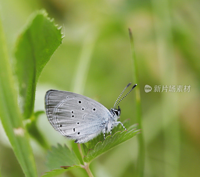 蓝色小蝴蝶(丘比特小蝴蝶)