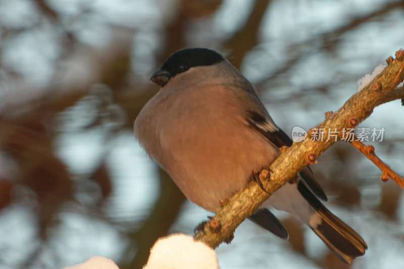 栖息在白雪皑皑的落叶松树枝上的雌性欧亚红腹灰雀。